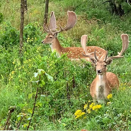 Good Vibes Romantic Incl Free Private Parking Apartament