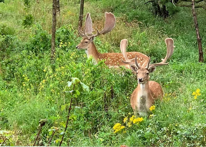 Good Vibes Romantic Incl Free Private Parking Апартаменты