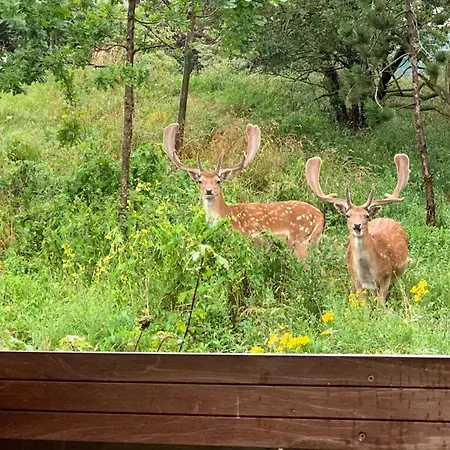 Apartman Good Vibes Romantic Incl Free Private Parking